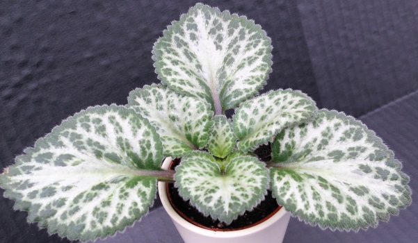 Streptocarpus ‘Essue’