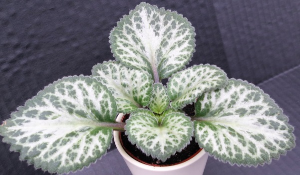 Primulina ‘Loki’ — The best Asian Violet!